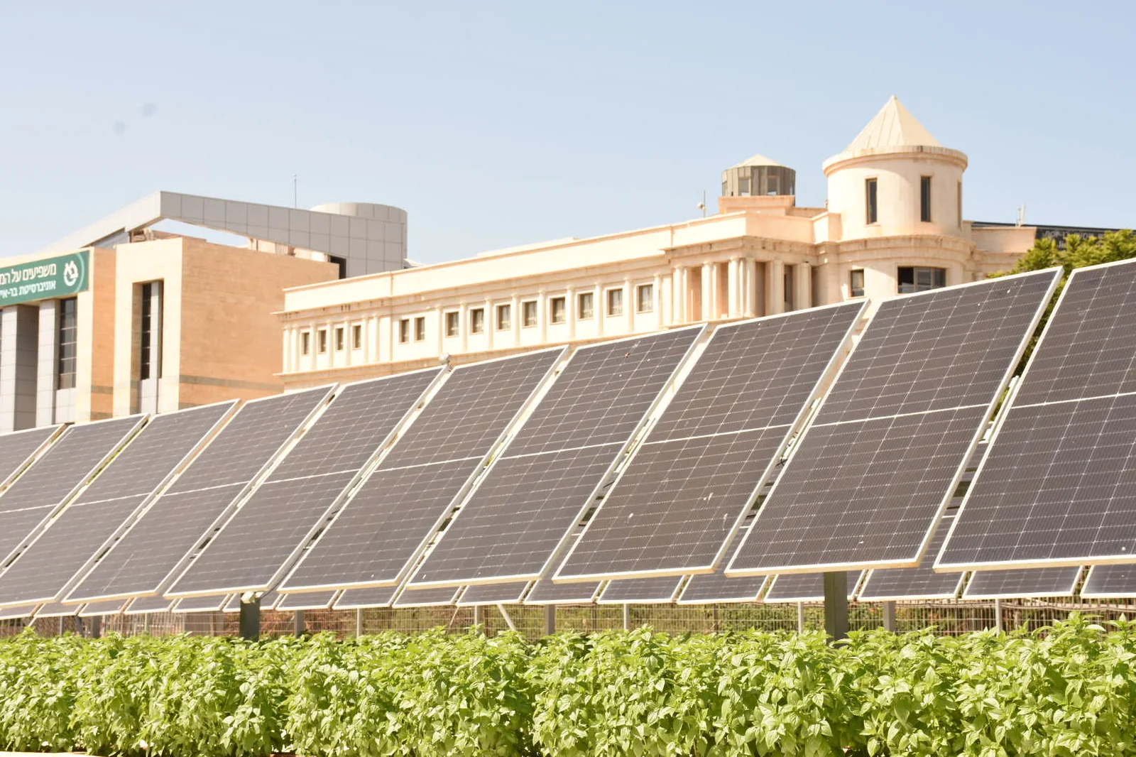 Illustrative photo of solar panels installed over a field of crops